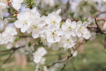 White cherry tree flowers blooming in spring