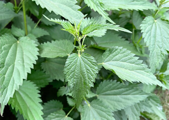 Stinging Nettle Leaves Close Up