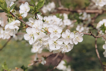 White cherry tree flowers blooming in spring