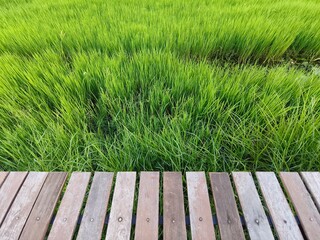 Wood table top over background of rice paddy field.