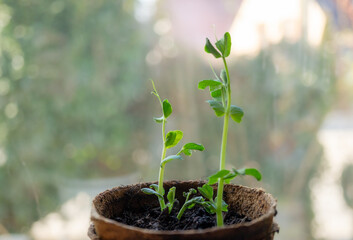 Close-up of sugar pea sprouts on a windowsill, showing vibrant green growth. The delicate seedlings represent the beginning of a healthy garden, perfect for springtime planting and sustainable living