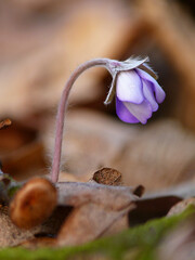 Purple spring flower in a meadow in beautiful light.