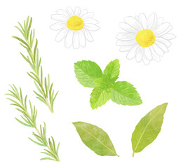 ハーブのイラスト