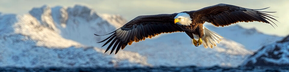 Fototapeta premium Eagle soars with wings spread wide against snow-capped mountains. Concept of freedom and nature. For wildlife poster.