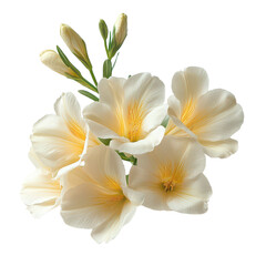 Naklejka premium Freesia Flower isolated on transparent background