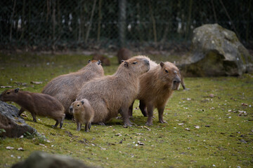 Obraz premium Capybara