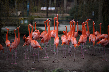 Flamant rose