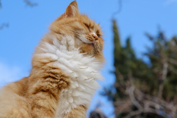 portrait of a beautiful ginger cat