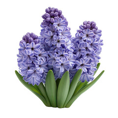 Hyacinth Flower isolated on transparent background