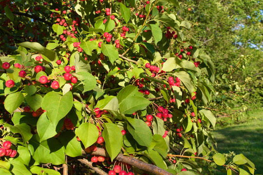 red apple tree