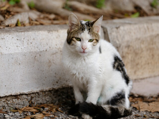 portrait of a cute cat