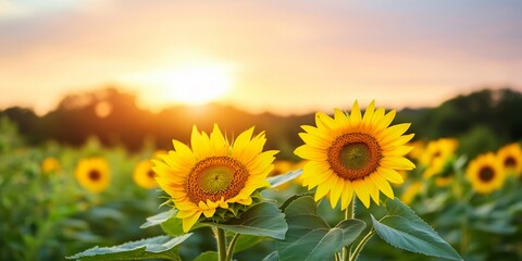 Fototapeta premium Sunflower Field at Sunset