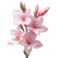 Ixia Flower isolated on transparent background