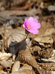 Pink spring flower on dry leaves in the forest