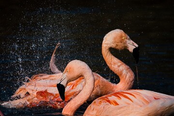 Few shots in Prague ZOO, Czech republic 