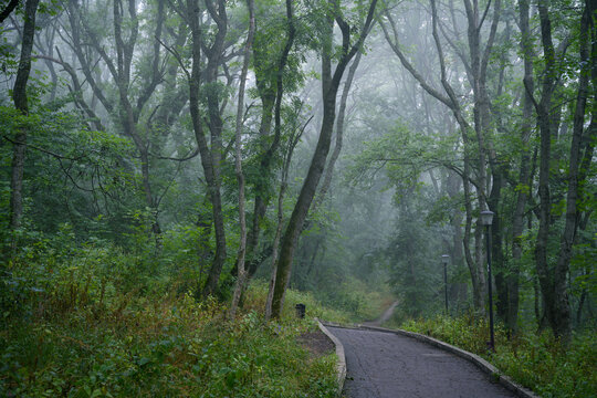 Serene misty forest pathway surrounded by lush green trees and dense fog