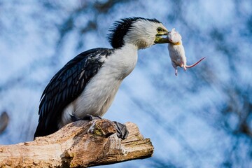 Few shots in Prague ZOO, Czech republic 