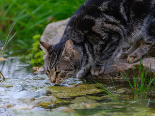 cat drinking water from pond