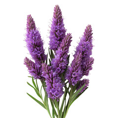 Obraz premium Liatris Flower isolated on transparent background