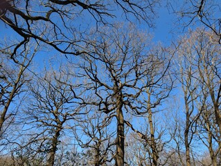 Canopy of trees in early spring in the United Kingdom