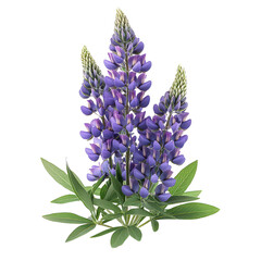 Lupine Flower with Tall, Vibrant Petals and Green Leaves Isolated on Transparent Background.png