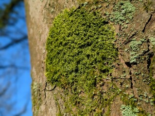 Veilwort (Metzgeria), a type of liverwort growing on a tree trunk