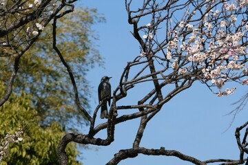 梅の木にとまっているヒヨドリ