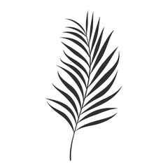 Palm leaf isolated on white background. Black palm leaf silhouette. Tropical tree. Coconut plant. Vector illustration