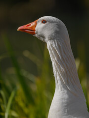 a cute goose in the nature