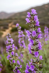 Obraz premium Vibrant purple flowers bloom against a natural backdrop, showcasing their delicate beauty and lush greenery in a serene outdoor setting.