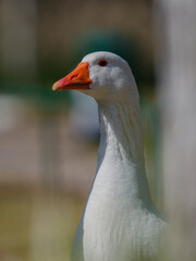 a cute goose in the nature