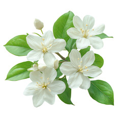 Olearia Flower isolated on transparent background
