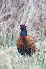Male common pheasant (Phasianus colchicus), ring-necked pheasant, or blue-headed pheasant