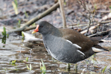 Young common moorhen (Gallinula chloropus) standing on the ground.