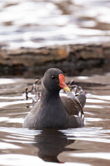 Young common moorhen (Gallinula chloropus) swimming in a lake.