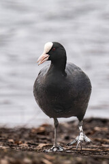 Coot standing at a lake.
