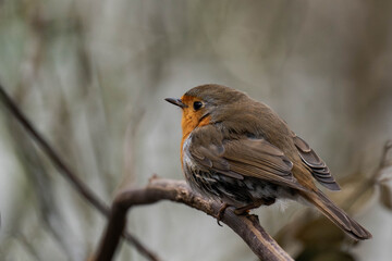European robin (Erithacus rubecula) on a tree branch.	