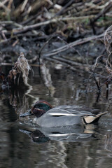 Eurasian teal (Anas crecca), common teal, or Eurasian green-winged teal swimming in a lake.