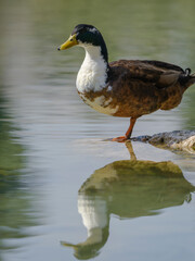 a cute duck by the lake