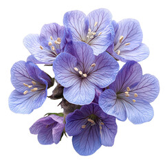Phacelia Flower isolated on transparent background