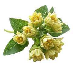 Elegant Phlomis Flower Isolated on Transparent Background