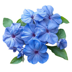 Plumbago Flower isolated on transparent background
