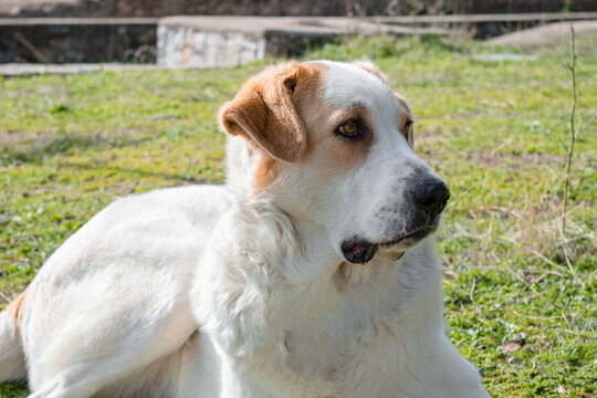 motionless dog looks askance