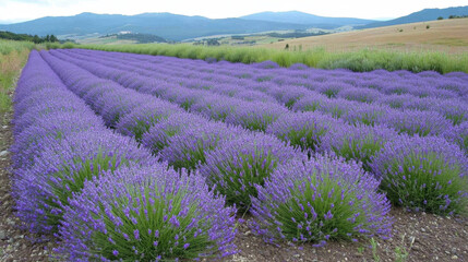Fototapeta premium Lavender Field Flowers: A Vibrant Rural Landscape of Purple Blooms and Natural Beauty