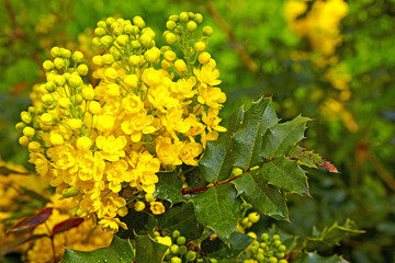 Holly mahonia with yellow inflorescences on a green background in the garden