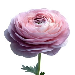 Elegant Ranunculus Flower Isolated on Transparent Background
