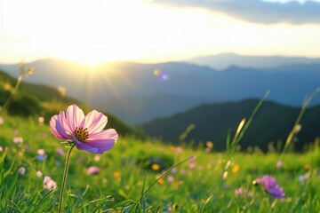 Mountaintop wildflowers at sunset