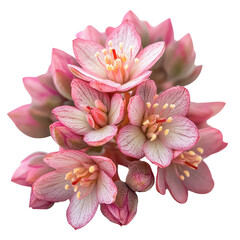 Sedum Flower isolated on transparent background