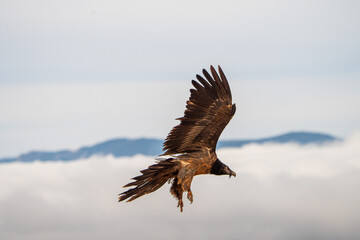 Bearded Vulture (Gypaetus barbatus) photographed in Spain