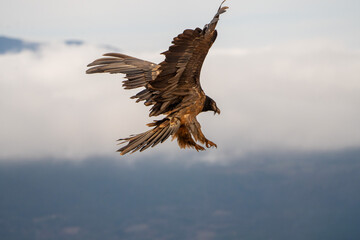 Bearded Vulture (Gypaetus barbatus) photographed in Spain